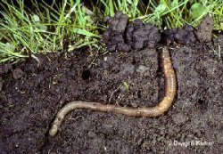 Ecology - The Earthworm Resource